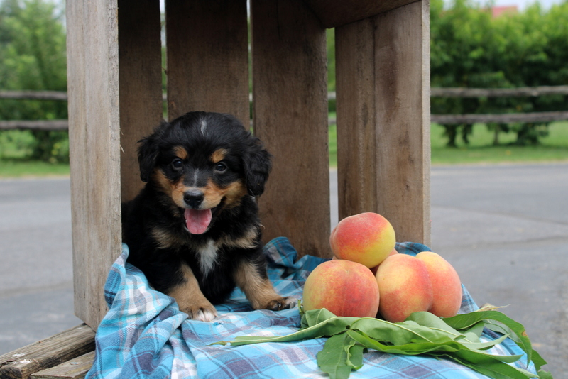 puppy, for, sale, Mini Bernedoodle F2, Matthew B. Stoltzfus, dog, breeder, Gap, PA, dog-breeder, puppy-for-sale, forsale, nearby, find, puppyfind, locator, puppylocator, aca